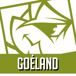 Goéland